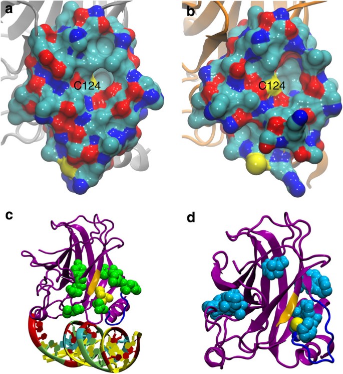 Computational Identification Of A Transiently Open L1 S3 Pocket For Reactivation Of Mutant P53 Nature Communications