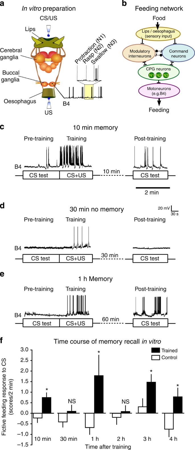 Molecular mechanisms of consolidation. After the encoding of a