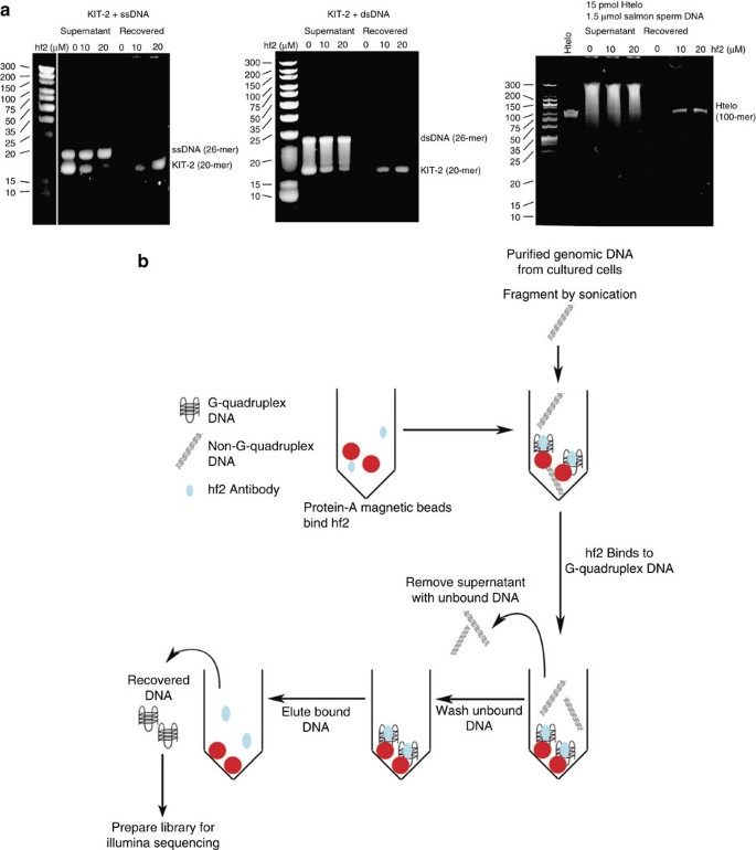 G-quadruplex structures are stable and detectable in human genomic DNA |  Nature Communications