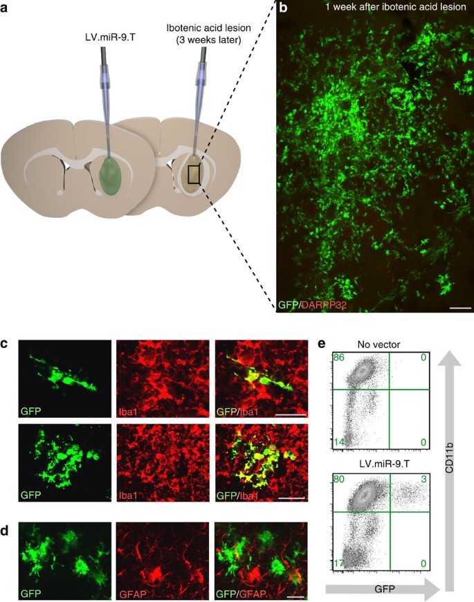Engineered vector evades photoreceptor pathology and microglia and CD8
