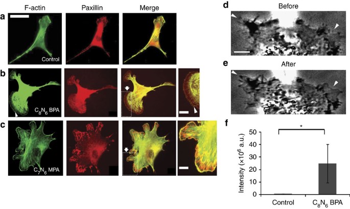 Synthetic Polyamines Promote Rapid Lamellipodial Growth By Regulating Actin Dynamics Nature Communications Synthetic Polyamines Promote Rapid Lamellipodial Growth By Regulating Actin Dynamics Nature Communications