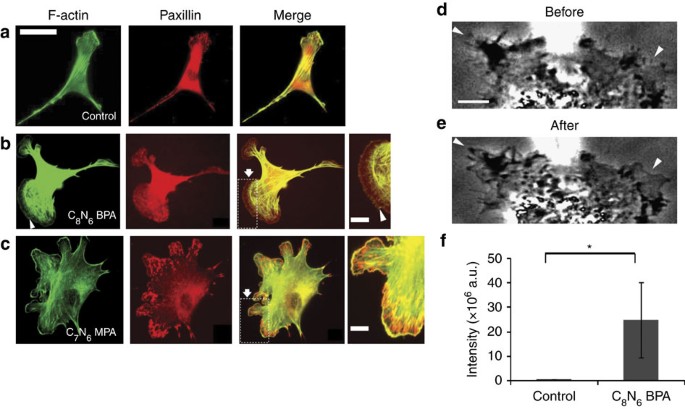 Synthetic Polyamines Promote Rapid Lamellipodial Growth By Regulating Actin Dynamics Nature Communications