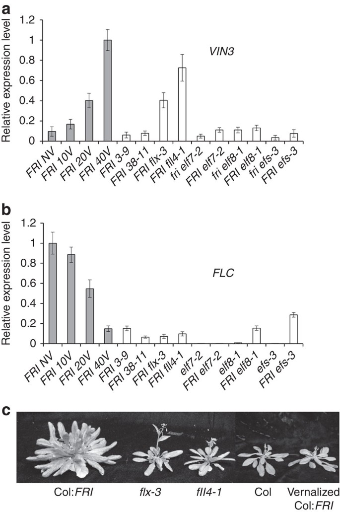 Figure 1: flx-3 and fll4-1 alter VIN3 and FLC expression without cold.