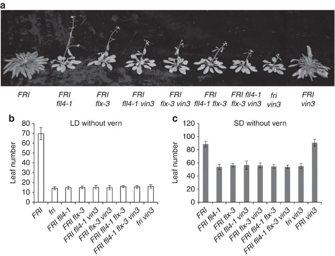 Figure 3: VIN3 is not required for the rapid flowering of fll4 and flx.