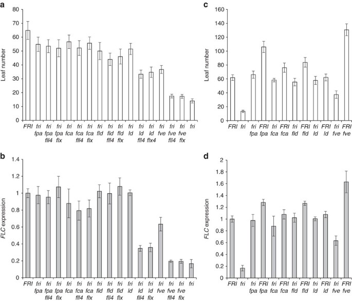 Figure 6: The flowering time and FLC expression phenotypes of fll4 and flx combined with other flowering mutants.