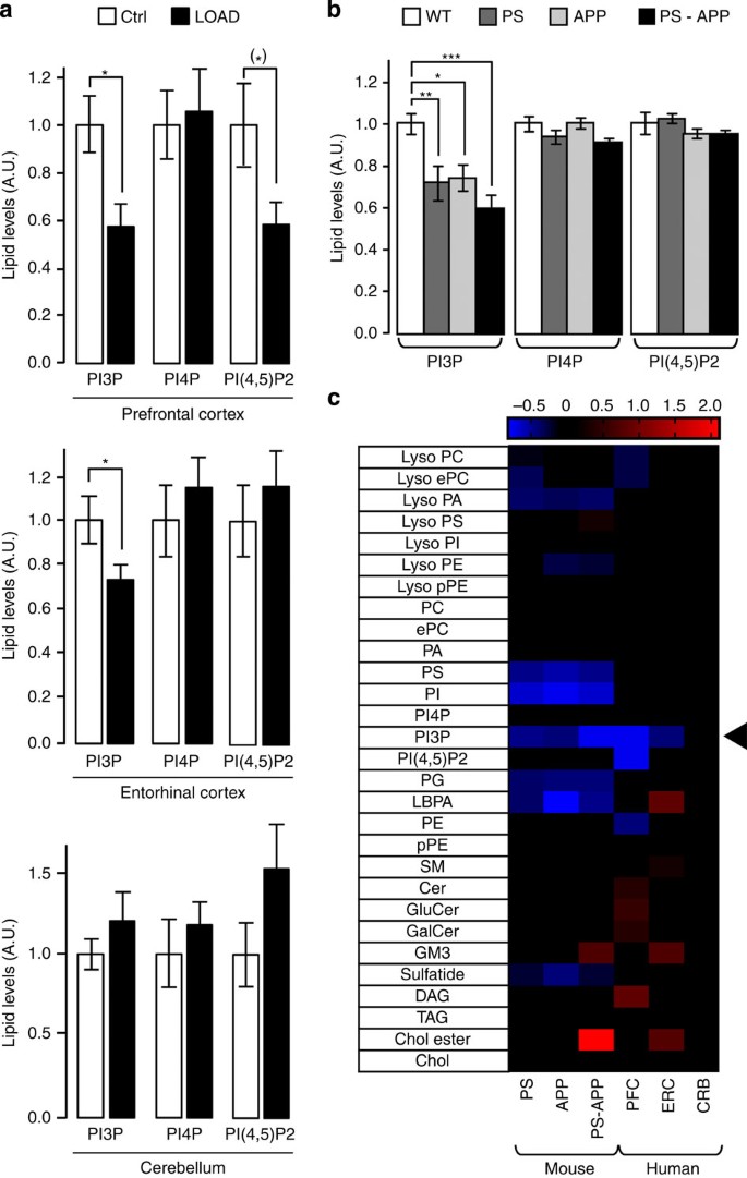Figure 1: PI3P levels are decreased in the human and mouse brain affected by AD.