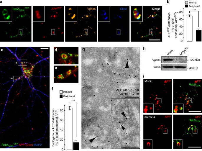 Figure 4: APP is sorted into the ILVs of multivesicular endosomes.