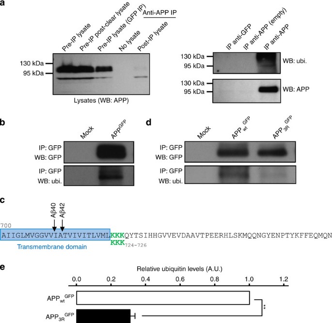 Figure 5: The sorting of APP into ILVs depends on ubiquitination.