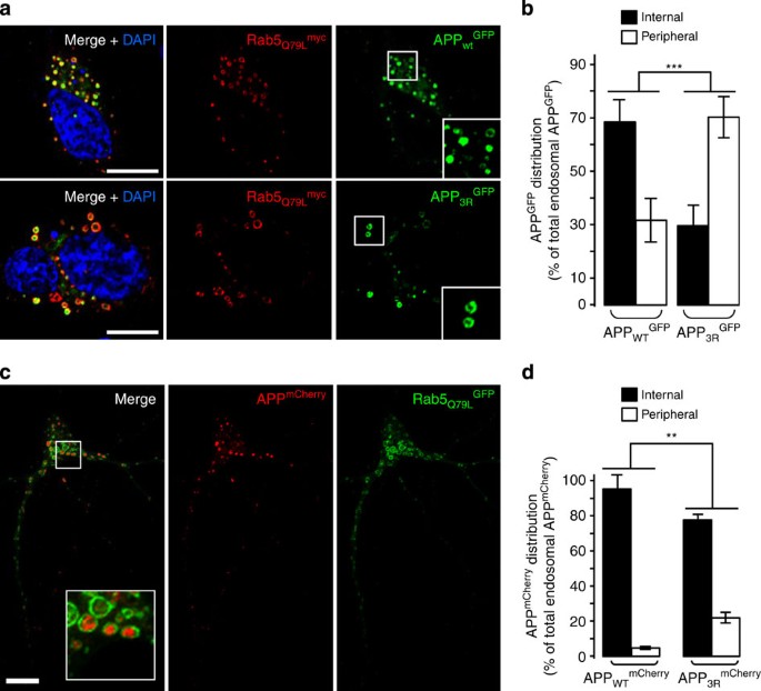 Figure 6: Blocking the intraluminal sorting of APP enhances its amyloidogenic processing.