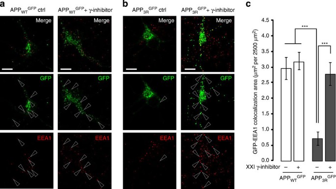 Figure 7: Decreasing the ubiquitination of APP alters its subcellular localization in primary neurons.