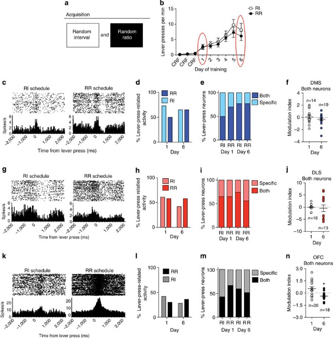 Figure 2: Action encoding in different corticostriatal loops during RI and RR schedule training.
