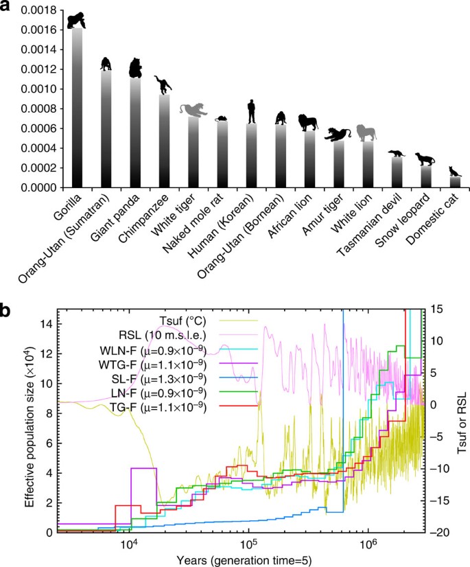 Sizes of Lions and Tigers of different regional populations and