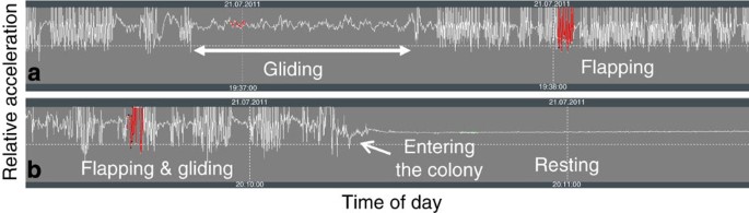 Figure 6: Test data from a free-flying Alpine swift at the breeding colony in Switzerland.