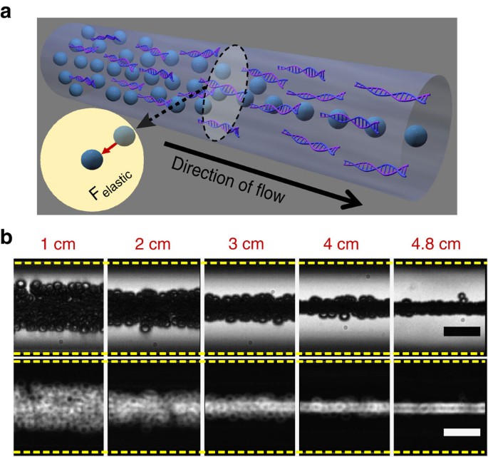 Figure 1: Lateral particle migration and focusing by DNA molecules.