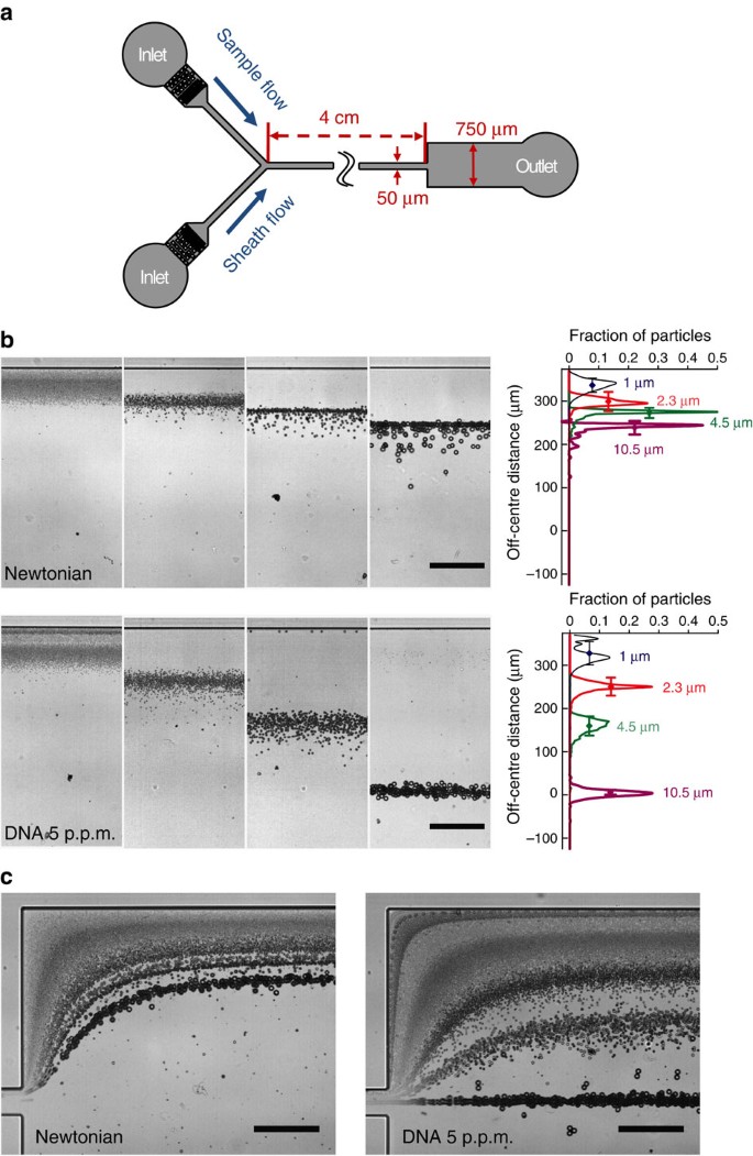 Figure 3: Chromatographic particle separation under DNA-laden flow.