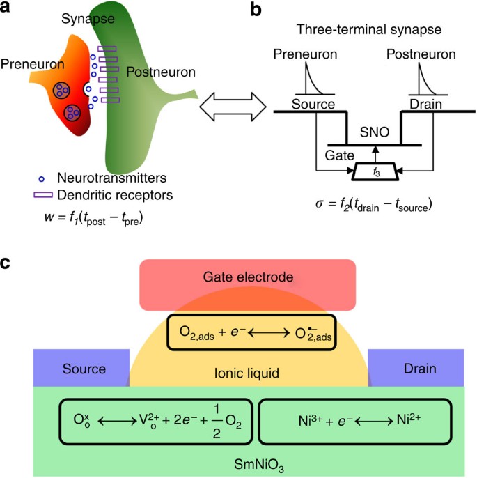 A Correlated Nickelate Synaptic Transistor Nature Communications