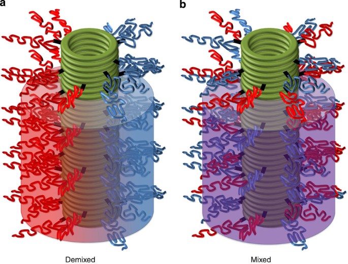 Figure 1: CP–polymer NTs with two corona configurations.