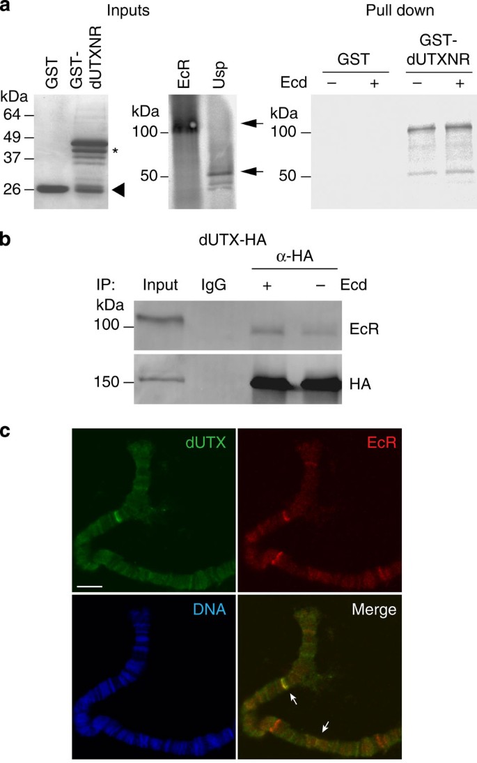 Utx Coordinates Steroid Hormone Mediated Autophagy And Cell Death Nature Communications