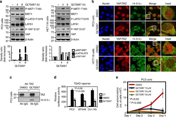 Figure 2: Pharmacological inhibition of ILK activates the Hippo pathway and suppresses YAP/TAZ activity in cancer cells.