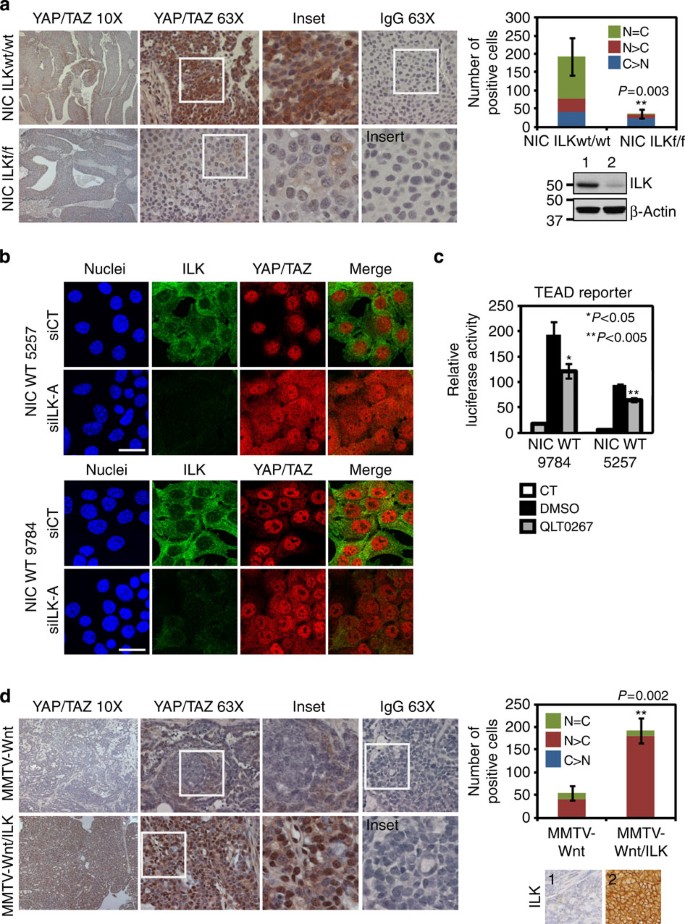 Figure 6: ILK inactivates the Hippo tumour suppressor pathway in vivo.