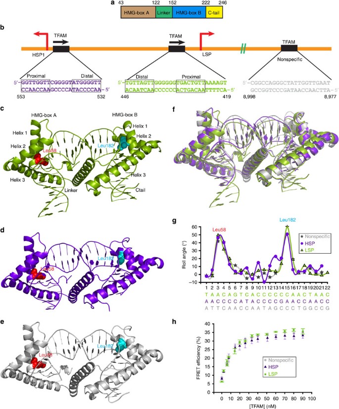 Distinct structural features of TFAM drive mitochondrial DNA packaging  versus transcriptional activation | Nature Communications