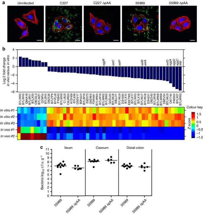 Figure 4: The role of pAA in virulence of O104:H4 EAEC.