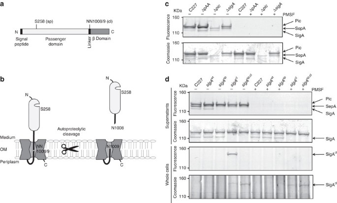 Figure 5: Activity of SPATEs from C227 and isogenic mutants.