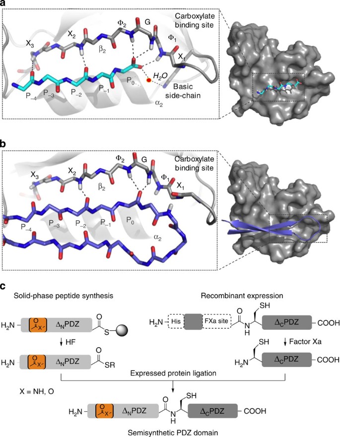 Probing Backbone Hydrogen Bonding In Pdz Ligand Interactions By Protein Amide To Ester Mutations Nature Communications