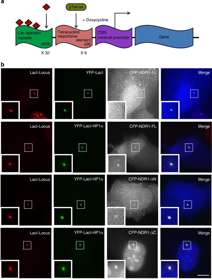 supriya g. prasanth lab