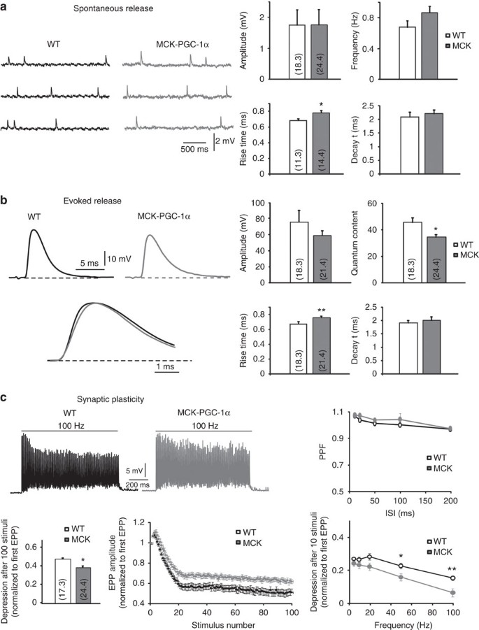 Figure 5: Electrophysiological properties of LAL muscles from WT or transgenic mice