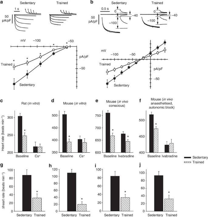 Figure 3: Downregulation of If in the sinus node can explain the training-induced resting bradycardia.
