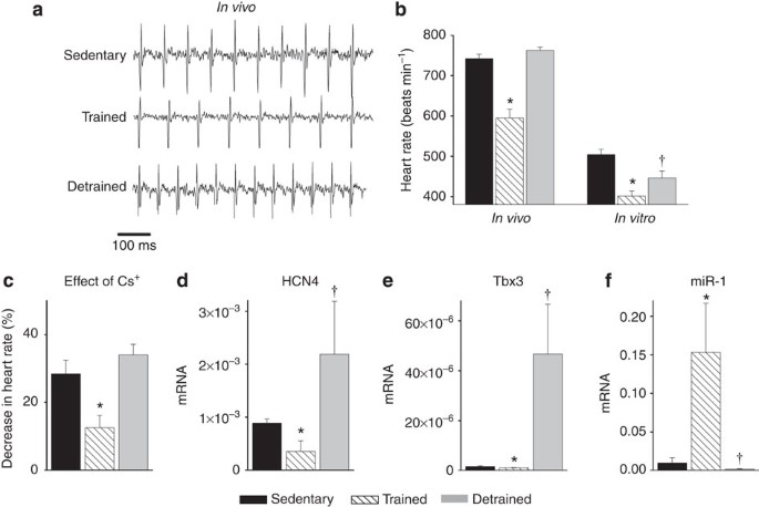 Figure 5: Sinus bradycardia and sinus node remodelling in the mouse are reversed by detraining.