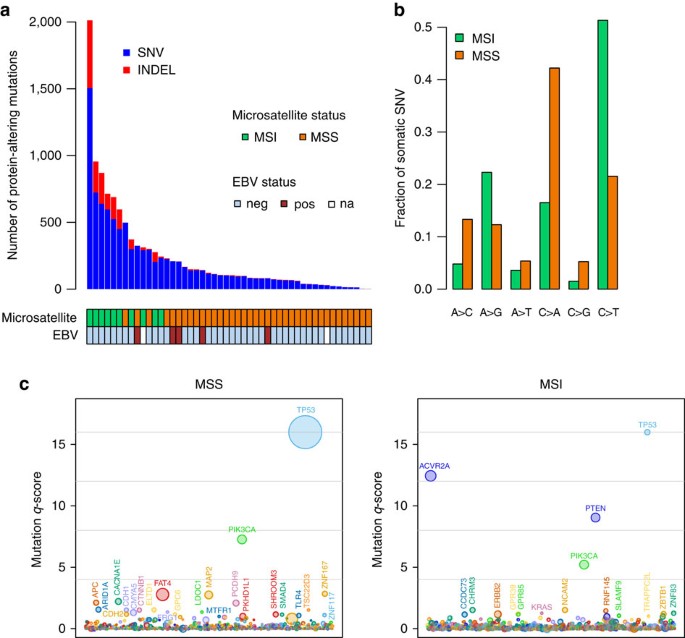 Figure 1: Somatic mutations in gastric cancer.