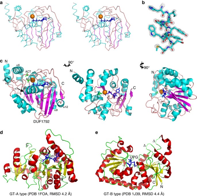 The Highly Conserved Domain Of Unknown Function 1792 Has A Distinct Glycosyltransferase Fold Nature Communications