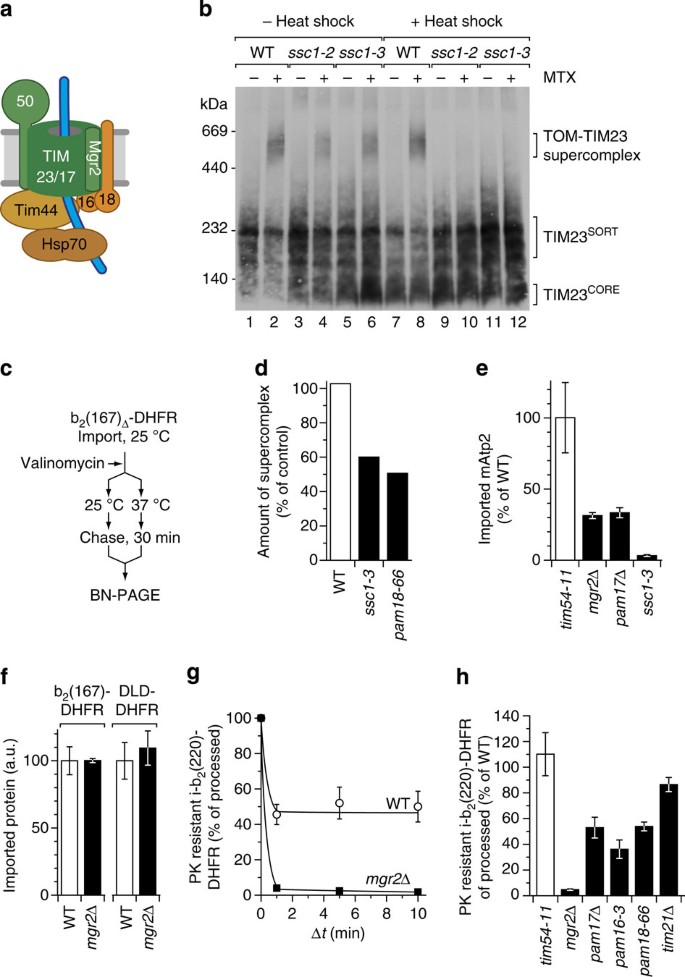 Remodelling Of The Active Presequence Translocase Drives Motor Dependent Mitochondrial Protein Translocation Nature Communications