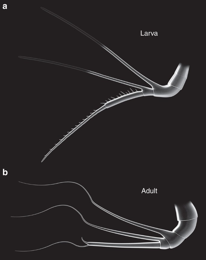 Figure 4: Three-dimensional computer models of the SGA of L. illecebrosa.