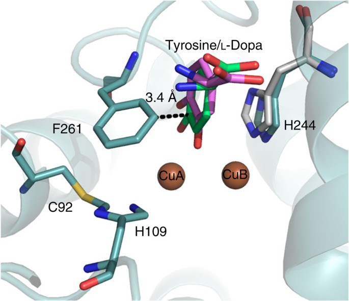 Figure 2: Superposition of TyrBm substrates in the active site of COx (PDB code 1BUG; ref. 4).