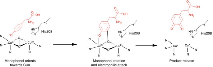 Figure 3: Structure-supported monophenol hydroxylation mechanism based on Deeth and Dietrich13.
