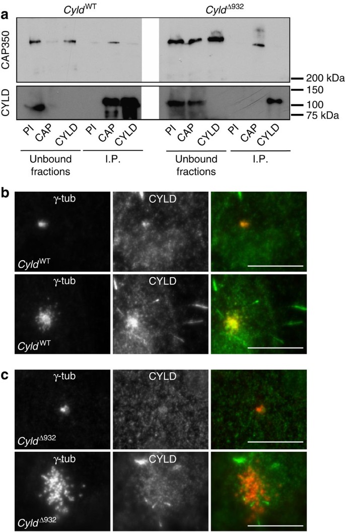 Figure 7: CYLDΔ932 does not interact with CAP350 and does not localize at the centrosome.