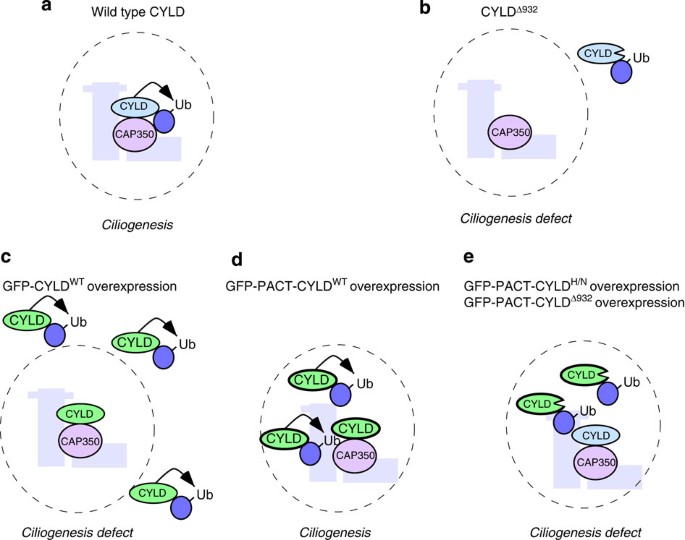 Figure 9: Model explaining CYLD function at the centrosome.