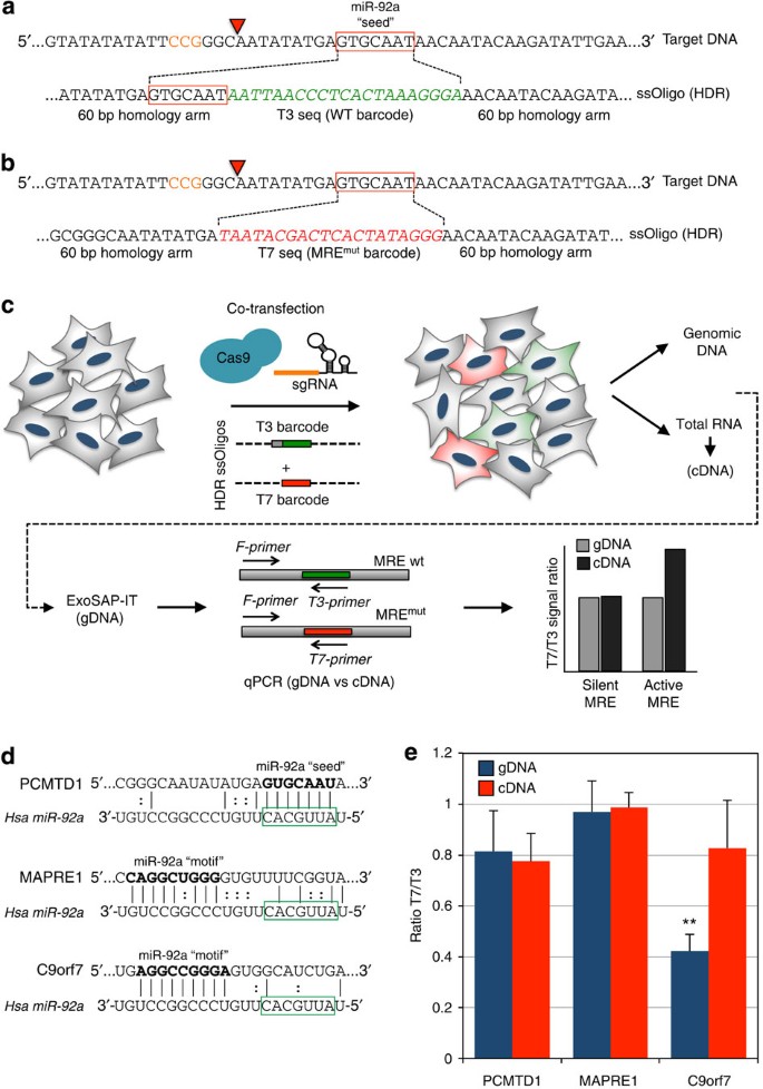 Figure 4: Analysis of MRE activity in human cells by CRISPR-mediated HDR.