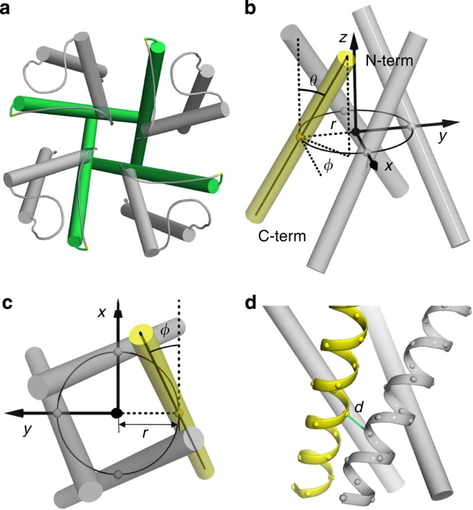 General rules for the arrangements and gating motions of pore-lining  helices in homomeric ion channels | Nature Communications