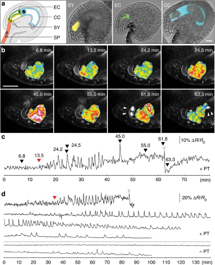 Male Female Communication Triggers Calcium Signatures During Fertilization In Arabidopsis Nature Communications