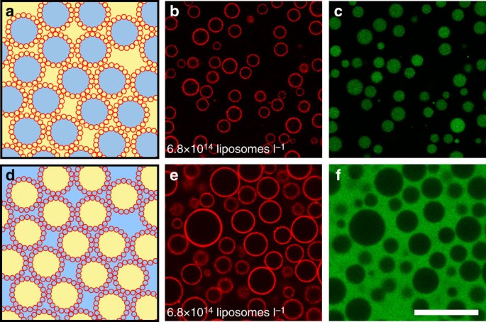 Figure 1: Liposome-stabilized ATPS emulsions.