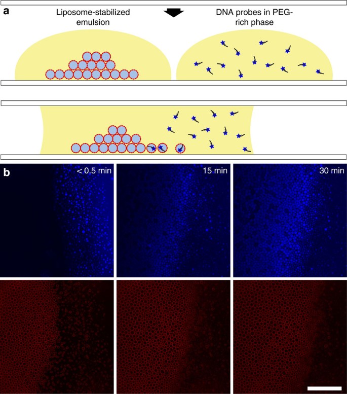 Figure 4: Partitioning solutes can enter and exit the droplet through liposome-clad interface.