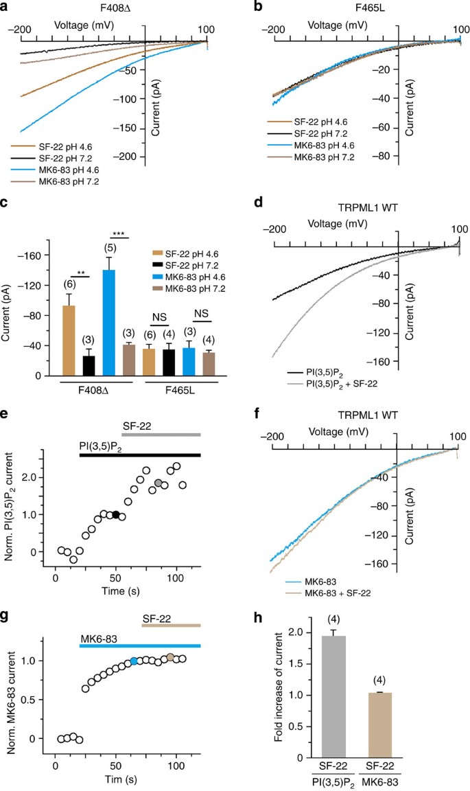A Small Molecule Restores Function To Trpml1 Mutant Isoforms Responsible For Mucolipidosis Type Iv Nature Communications