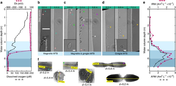 Magnetic properties of uncultivated magnetotactic bacteria and