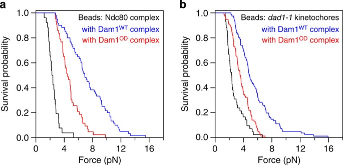 Evidence for a HURP/EB free mixed-nucleotide zone in  kinetochore-microtubules