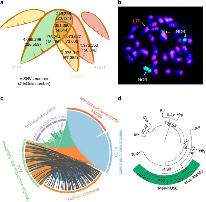 Figure 1: Cassava comparative genomes.