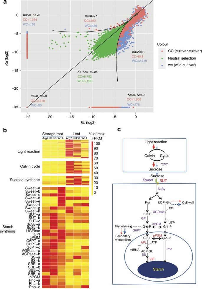 Figure 2: Selection pressure and carbon flux diversification in cassava.